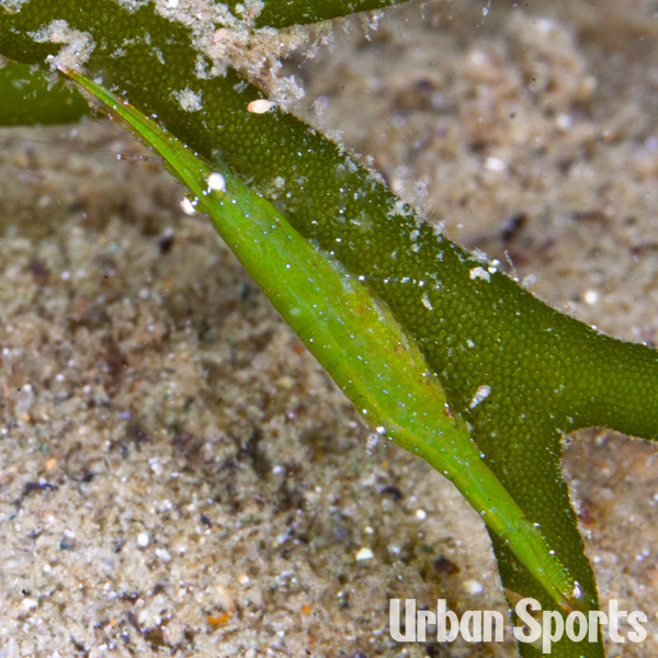 ヒラツノモエビ