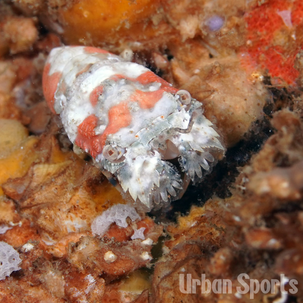 キタンヒメセミエビ