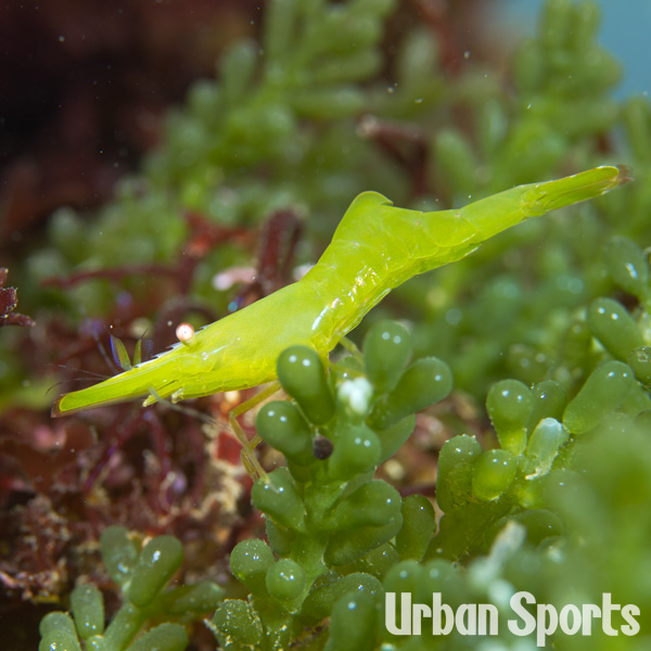 コシマガリモエビ