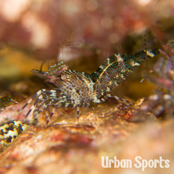 ヤドリツノモエビ