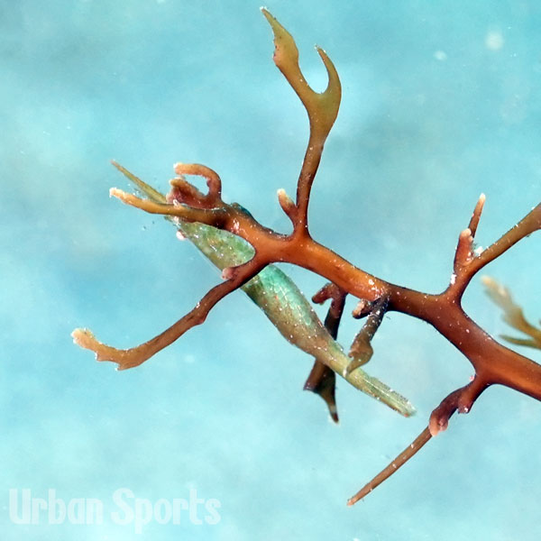 ヒラツノモエビ