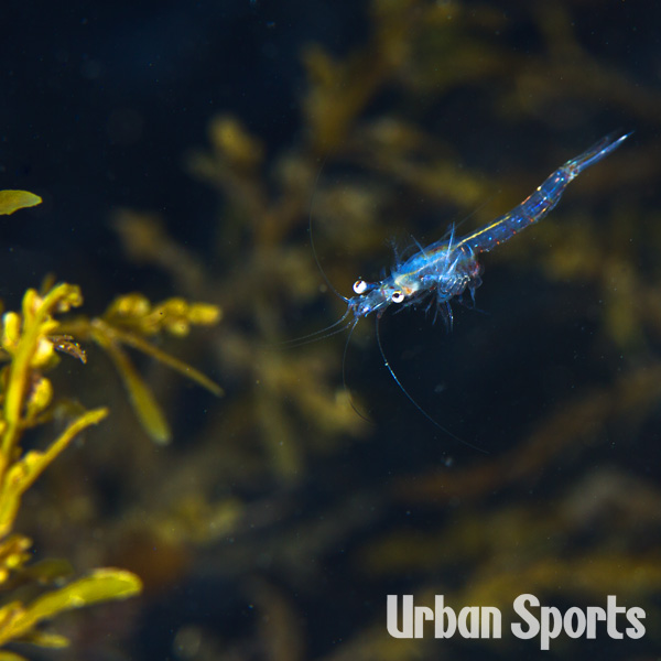 コブヒゲハマアミ