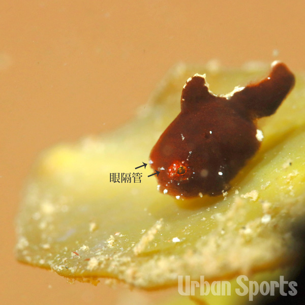 サクラダンゴウオ