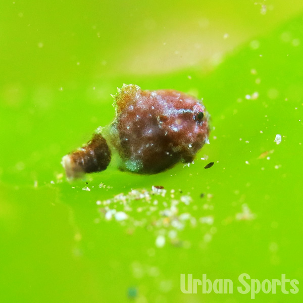 ナメフウセンウオ