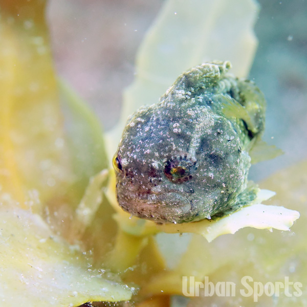 ナメフウセンウオ