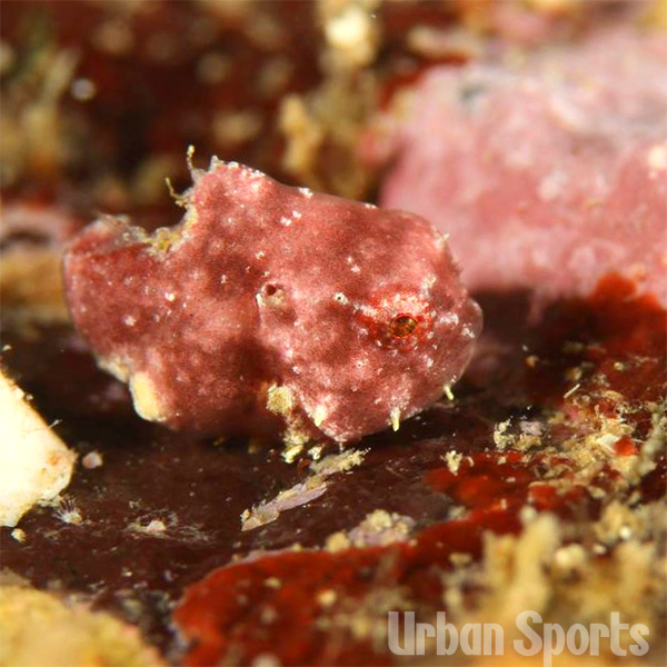 ナメフウセンウオ