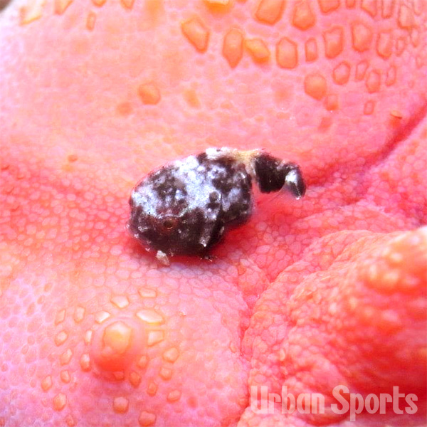 ナメフウセンウオ