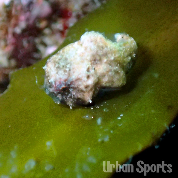 ナメフウセンウオ