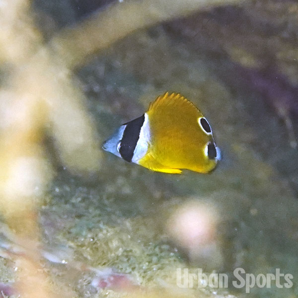 チョウチョウウオ