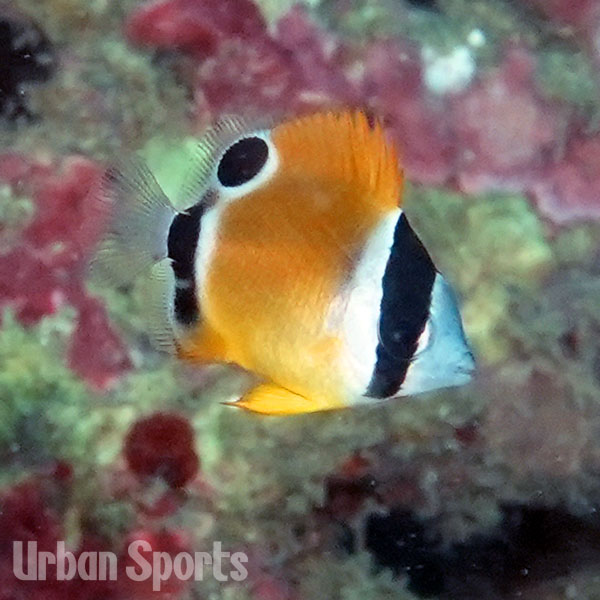 チョウチョウウオ