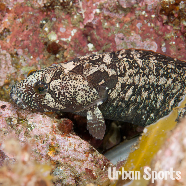 ダイナンギンポ