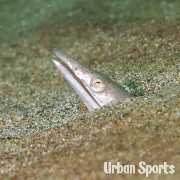 ダイナンウミヘビ