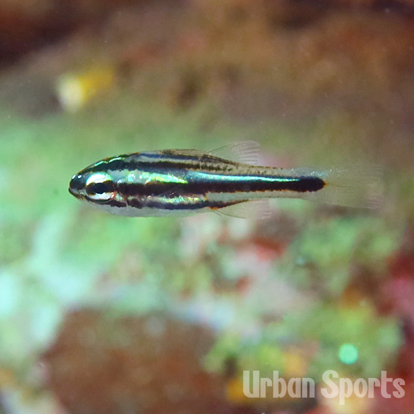 フタスジイシモチ