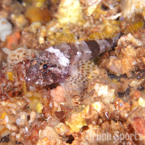 フタスジカジカ