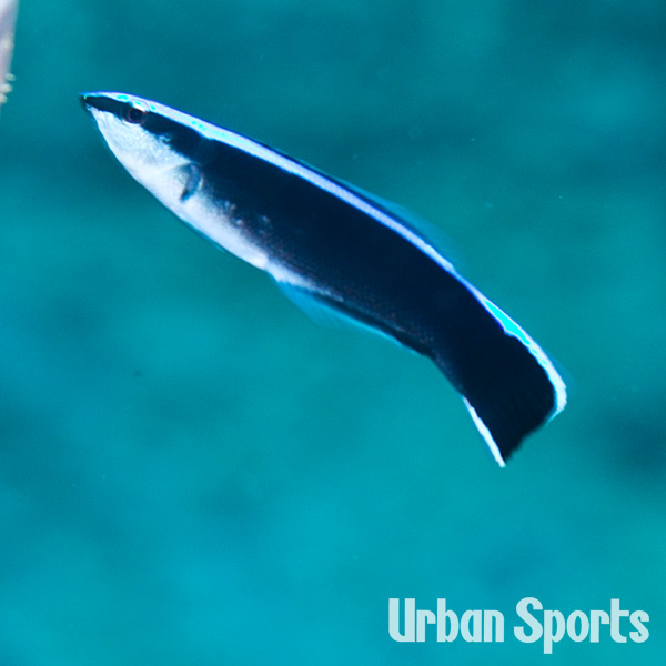 ホンソメワケベラ