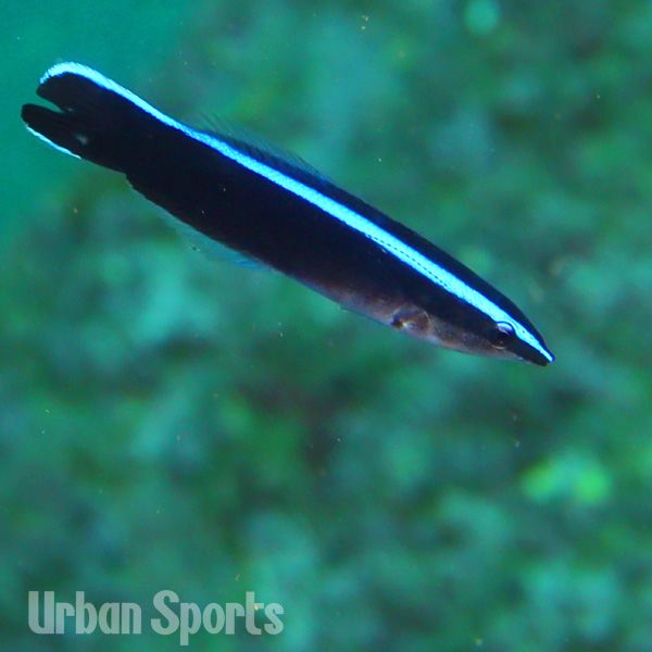 ホンソメワケベラ