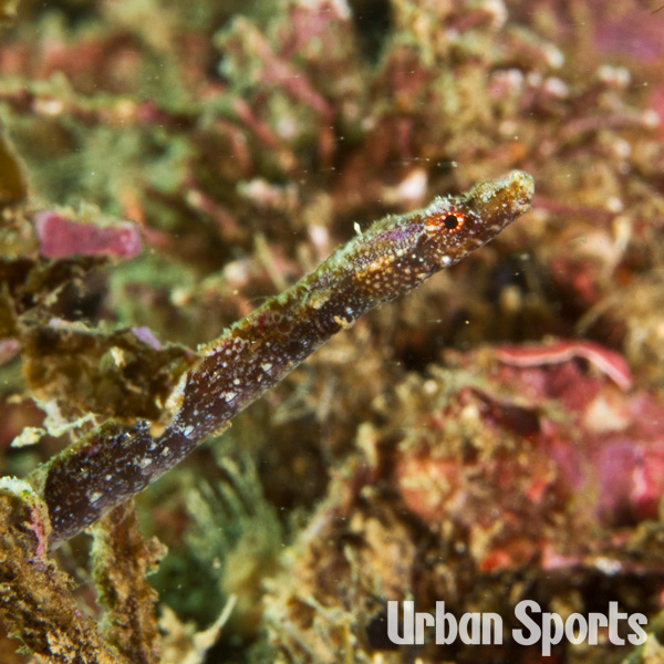 ホソウミヤッコ