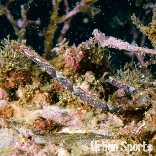 ホソウミヤッコ