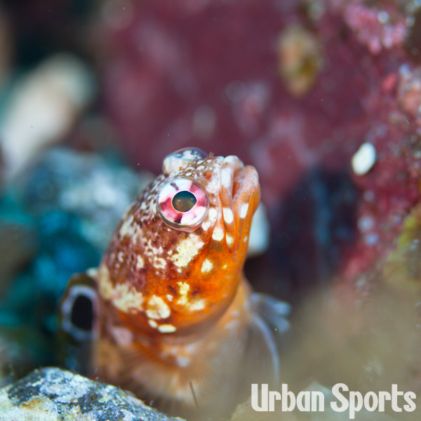 ジョーフィッシュ