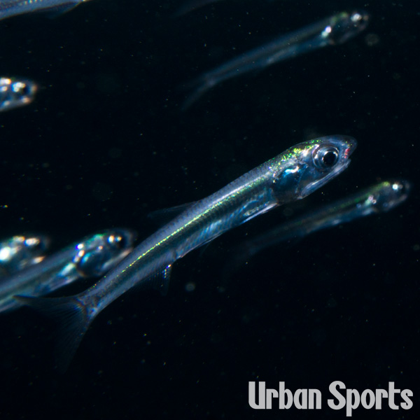 カタクチイワシ