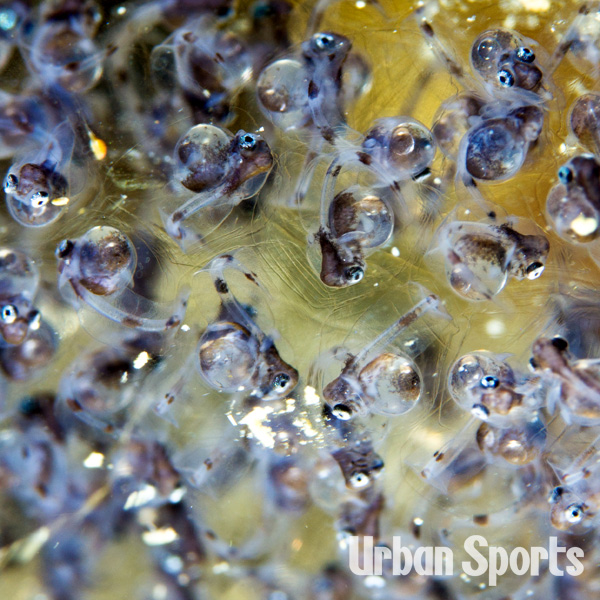 キアンコウ産卵網