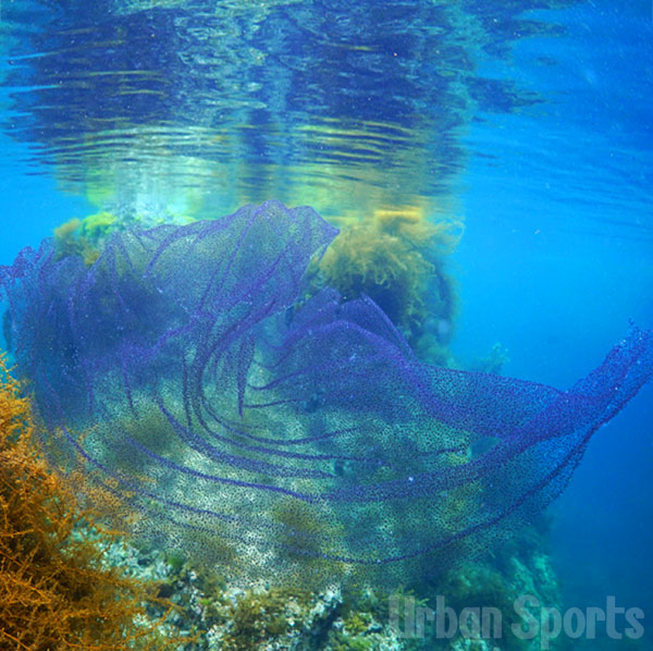 キアンコウ卵帯