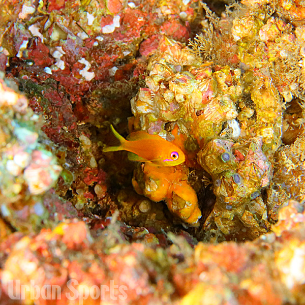 キンギョハナダイyg