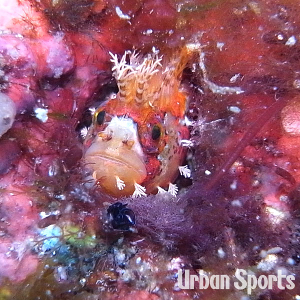 キタフサギンポ