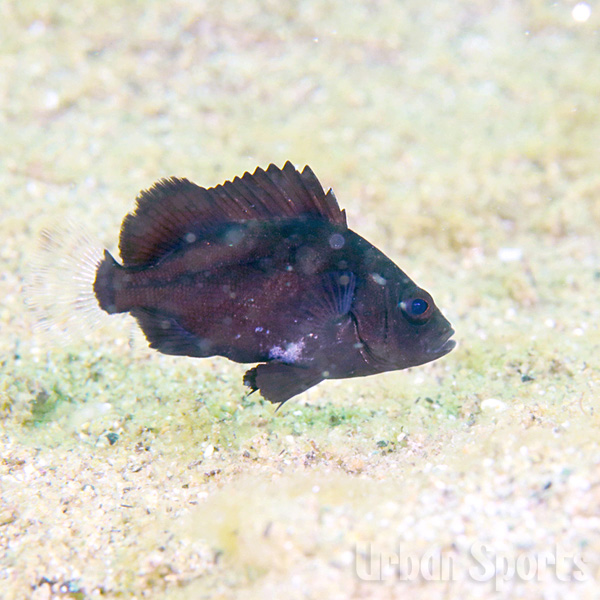 コショウダイｙｇ