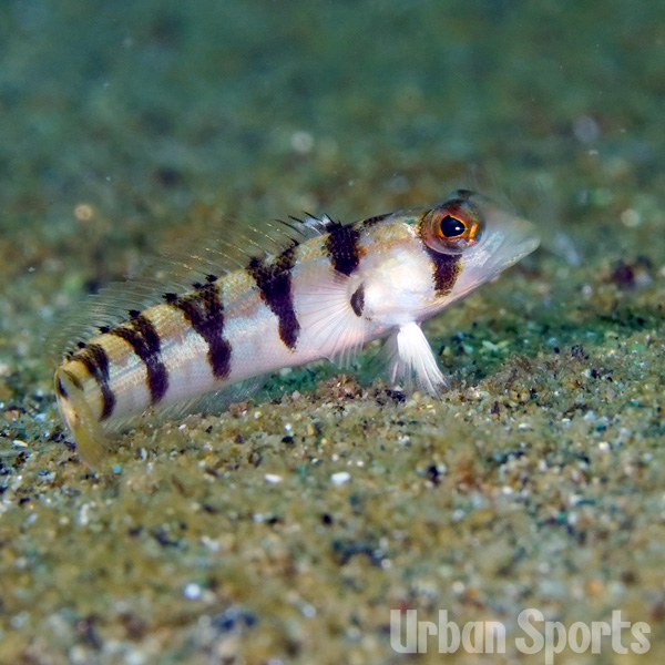 クラカケトラギス