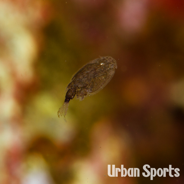 クロウシノシタｙｇ