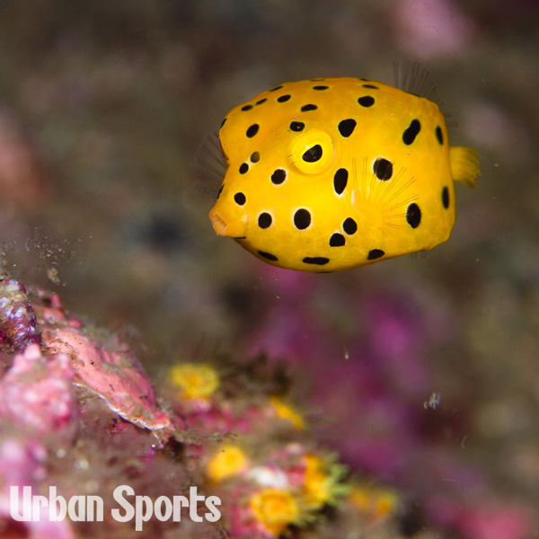 ミナミハコフグ