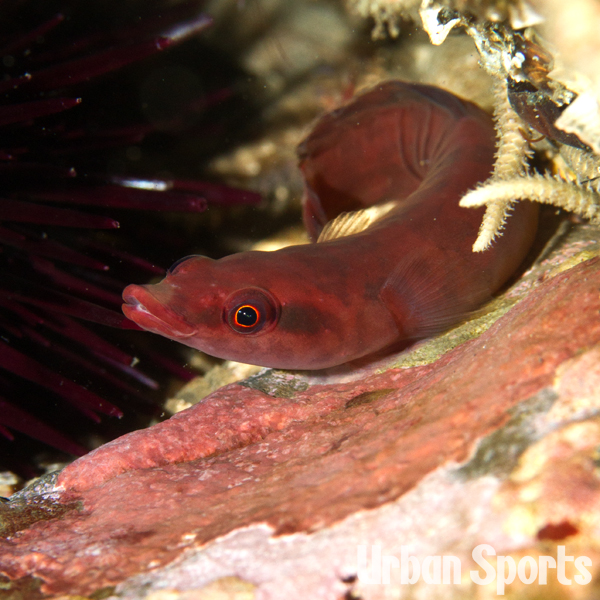 ミサキウバウオ