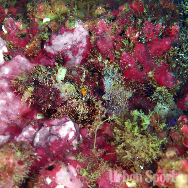 ネッタイイソカサゴ