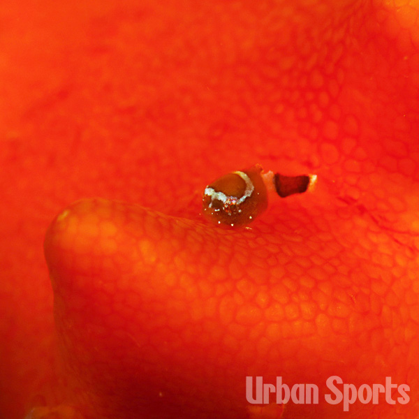 サクラダンゴウオ