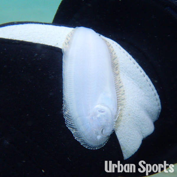 ササウシノシタ