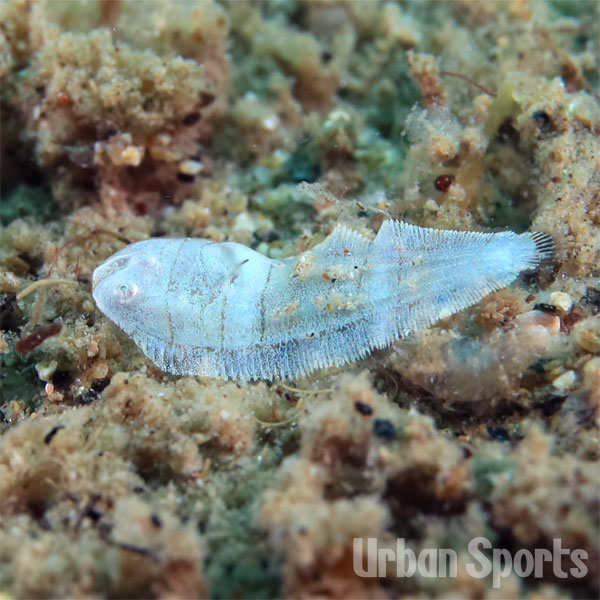 シマウシノシタｙｇ