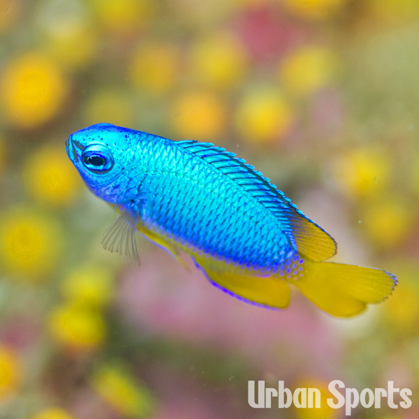 ソラスズメダイ