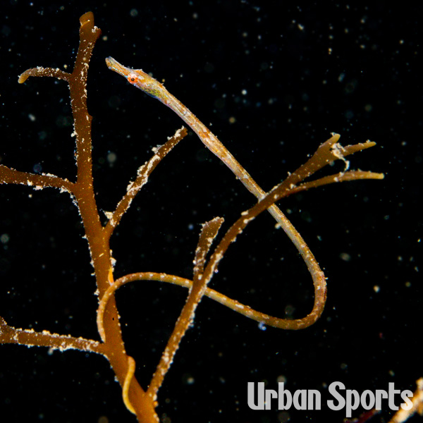 ノコギリウミヤッコ