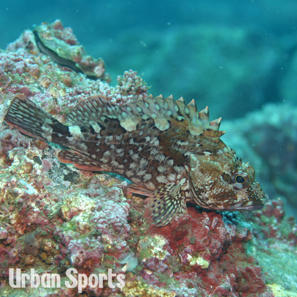 ウッカリカサゴ