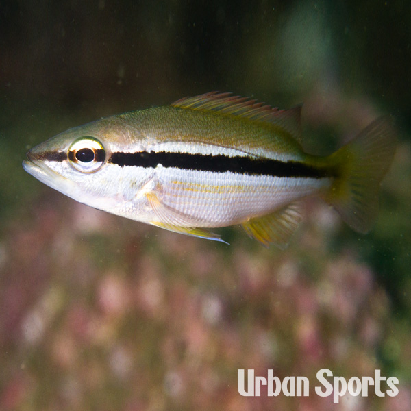 ヨコスジフエダイ