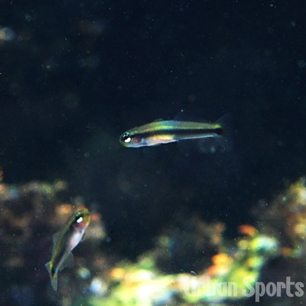 ユカタイシモチ