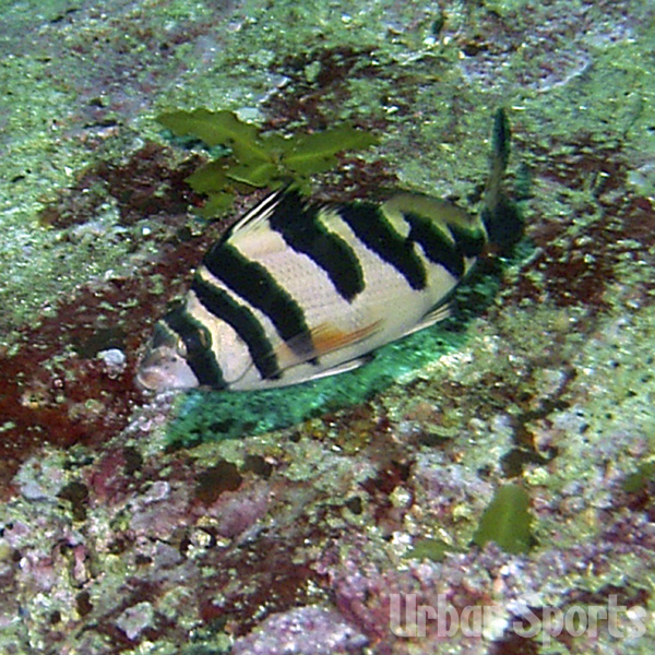 ユウダチタカノハダイ