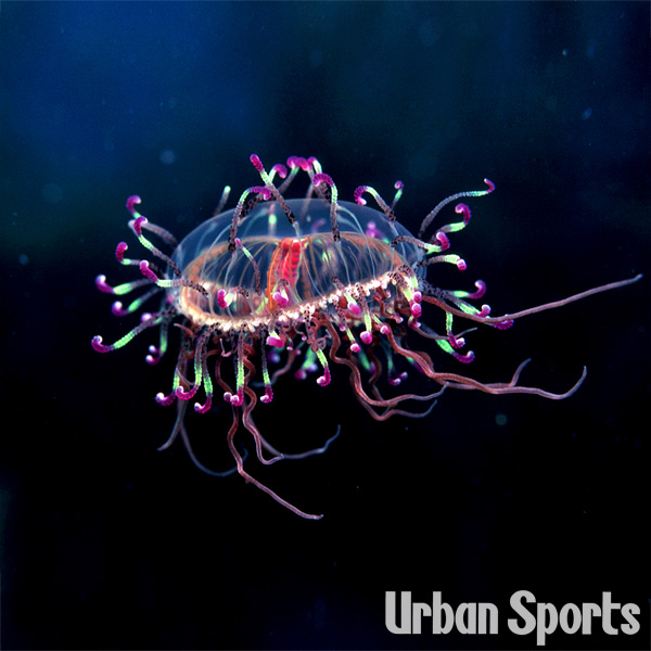 ハナガサクラゲ