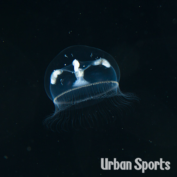 カミクロメクラゲ