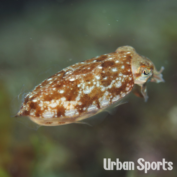 ヒョウモンコウイカ