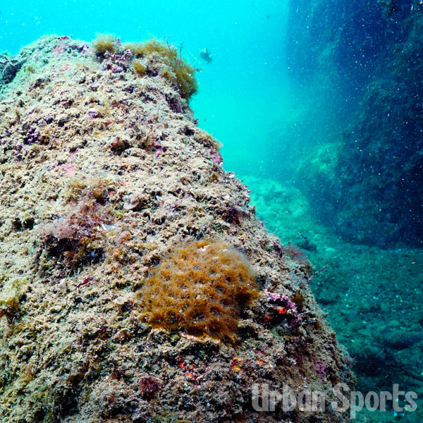 キクメイシモドキ