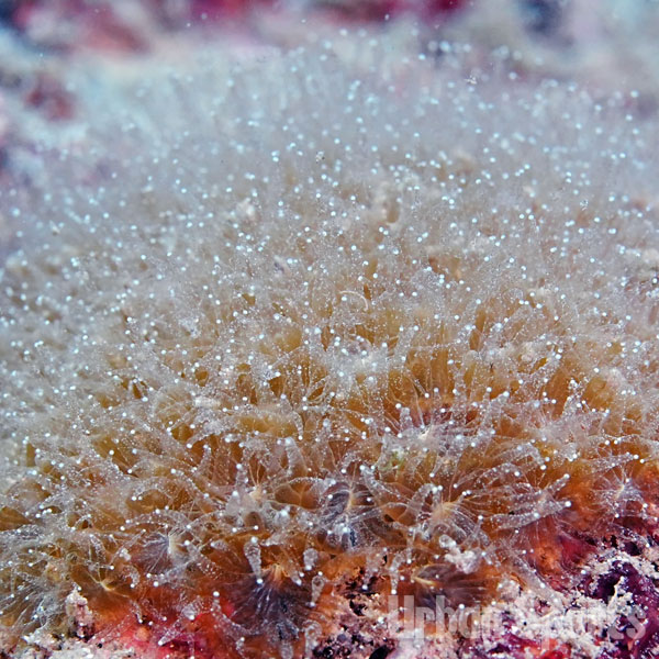 キクメイシモドキ