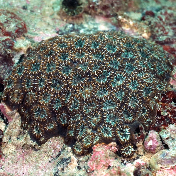 キクメイシモドキ