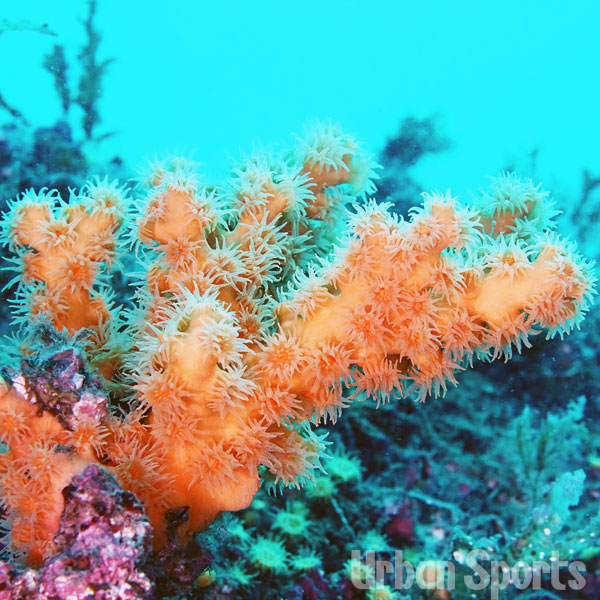 オノミチキサンゴサンゴ